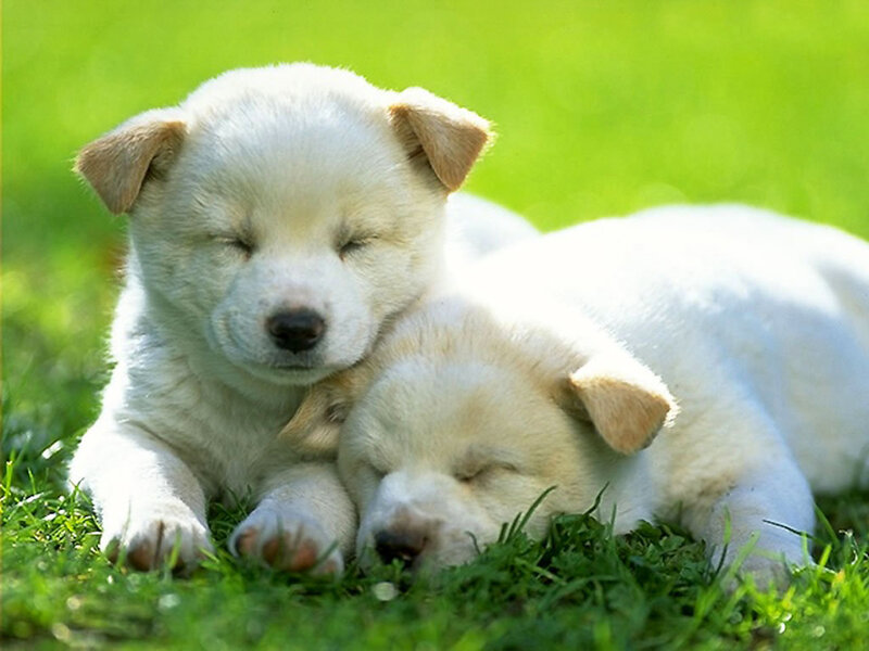 Two White Puppies Sleeping