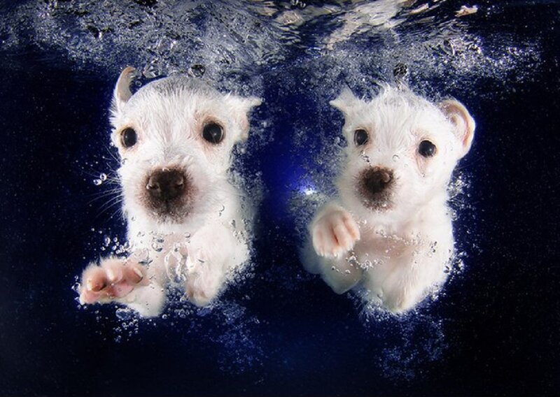 Two White Puppies Swimming
