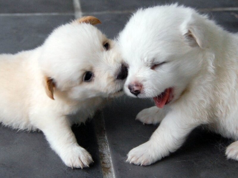 Two White Puppies