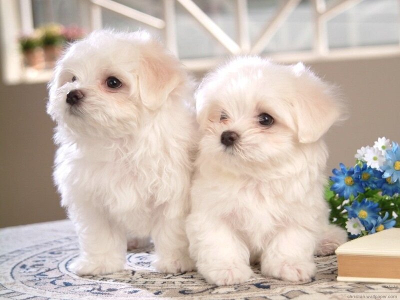 two white puppies together
