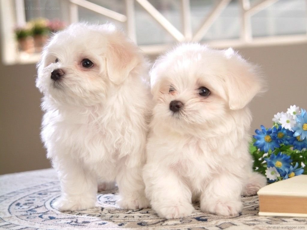 two white puppies together