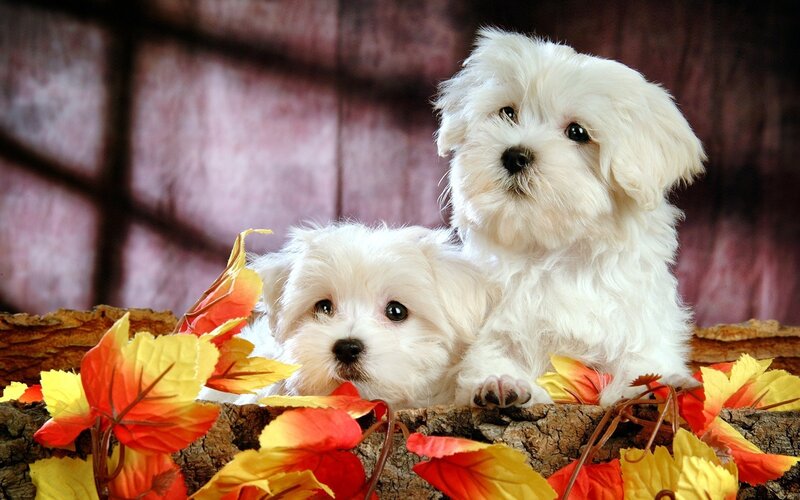 Two white puppies with autumn leaves