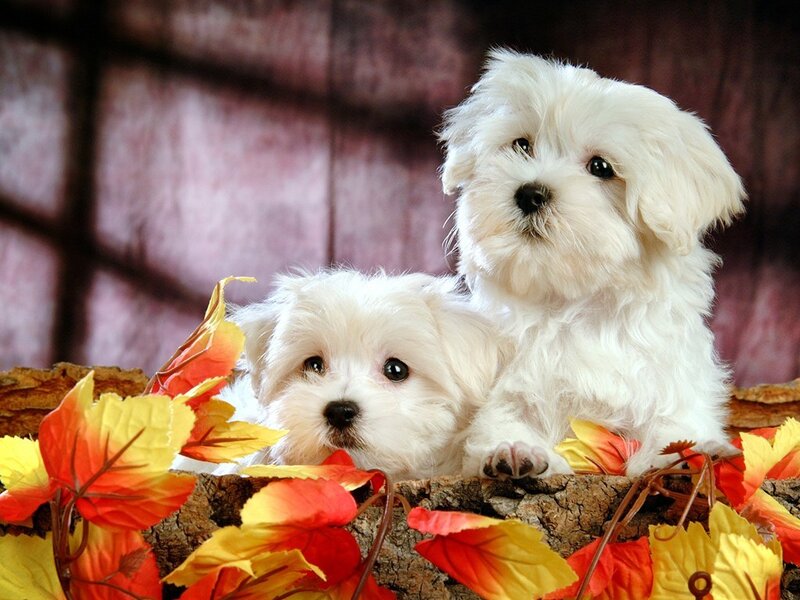 Two white puppies with autumn leaves