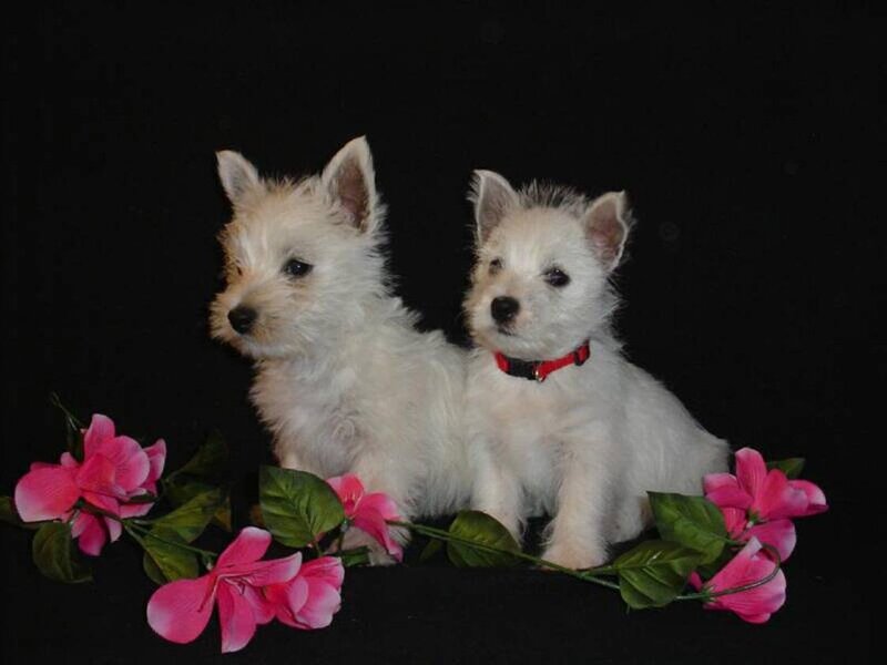 two white puppies with flowers