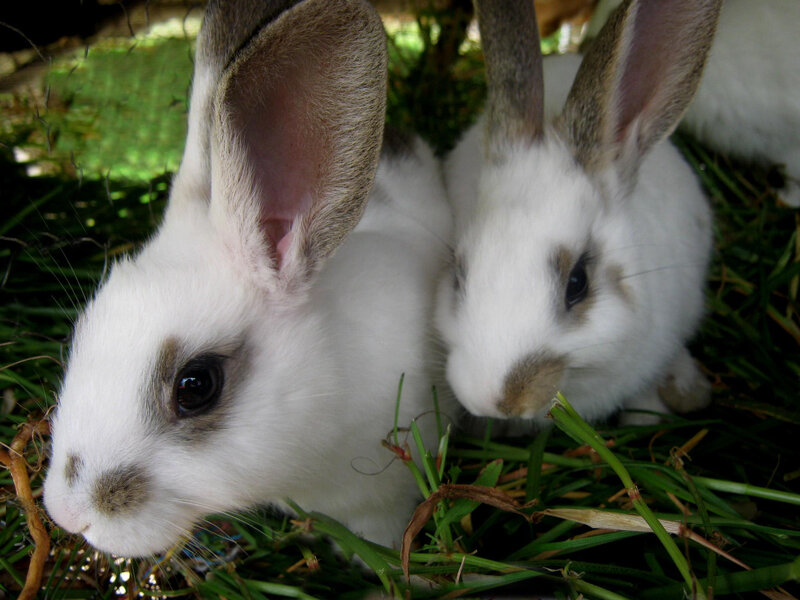 Two White Rabbits — Calm, Afternoon