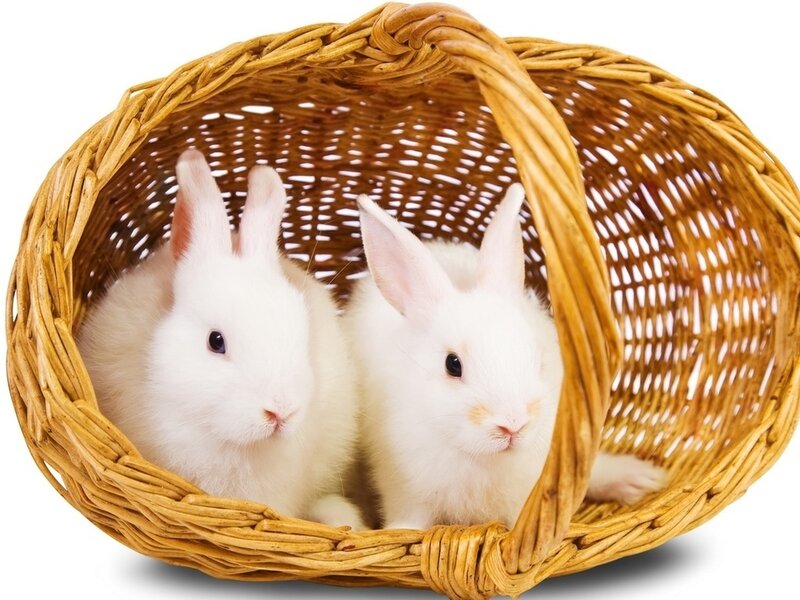 Two White Rabbits — Calm, Photograph, Basket