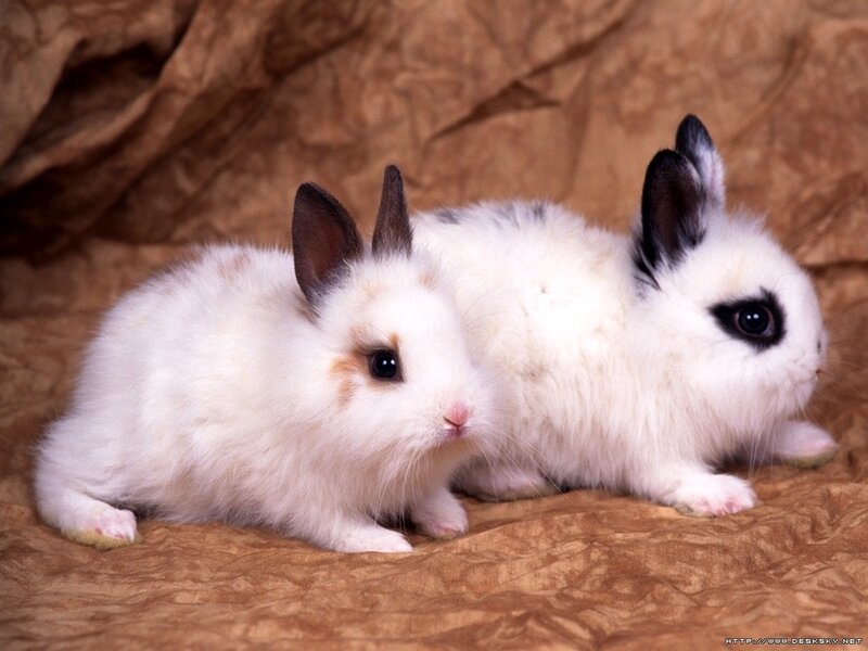 Two White Rabbits — Calm, Photograph, Brown Fabric