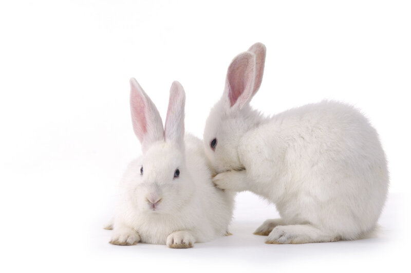 Two White Rabbits — Calm, Photograph, White Background