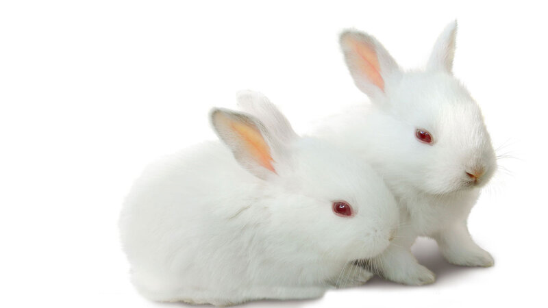 Two White Rabbits — Calm, Photograph, White Fur, Red Eyes
