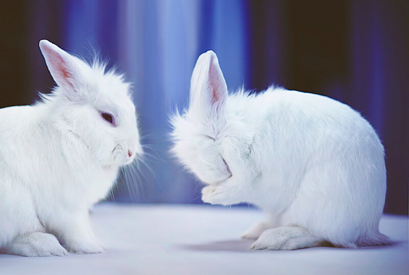 Two White Rabbits — Calm, Photograph, White Fur