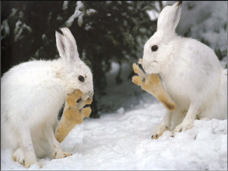 Two white rabbits fighting in snow