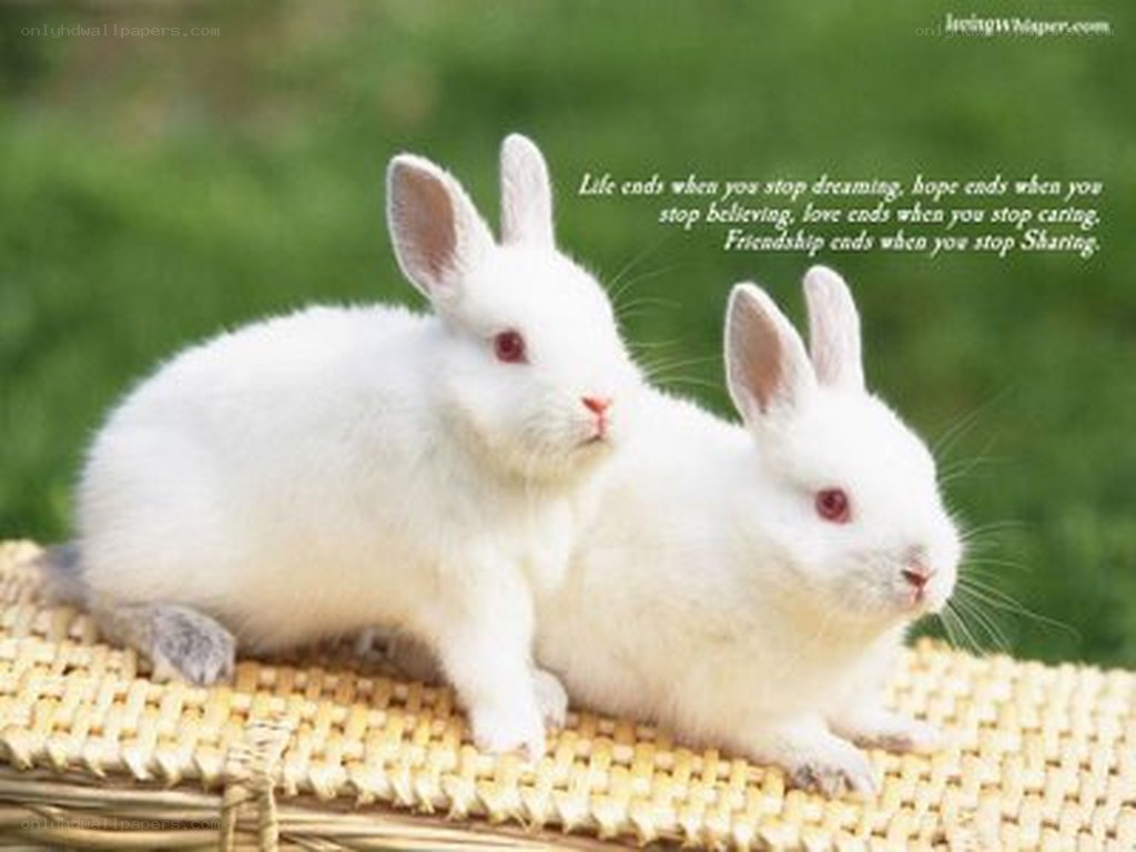 Two white rabbits on a basket
