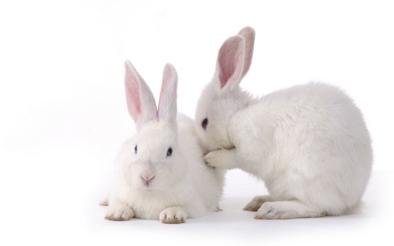 Two white rabbits on a white background