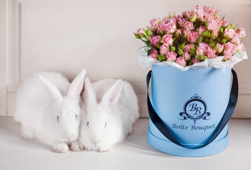Two White Rabbits — Serene, Photograph