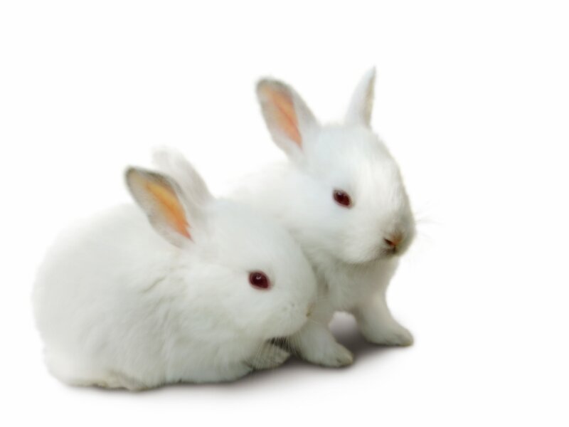 Two White Rabbits