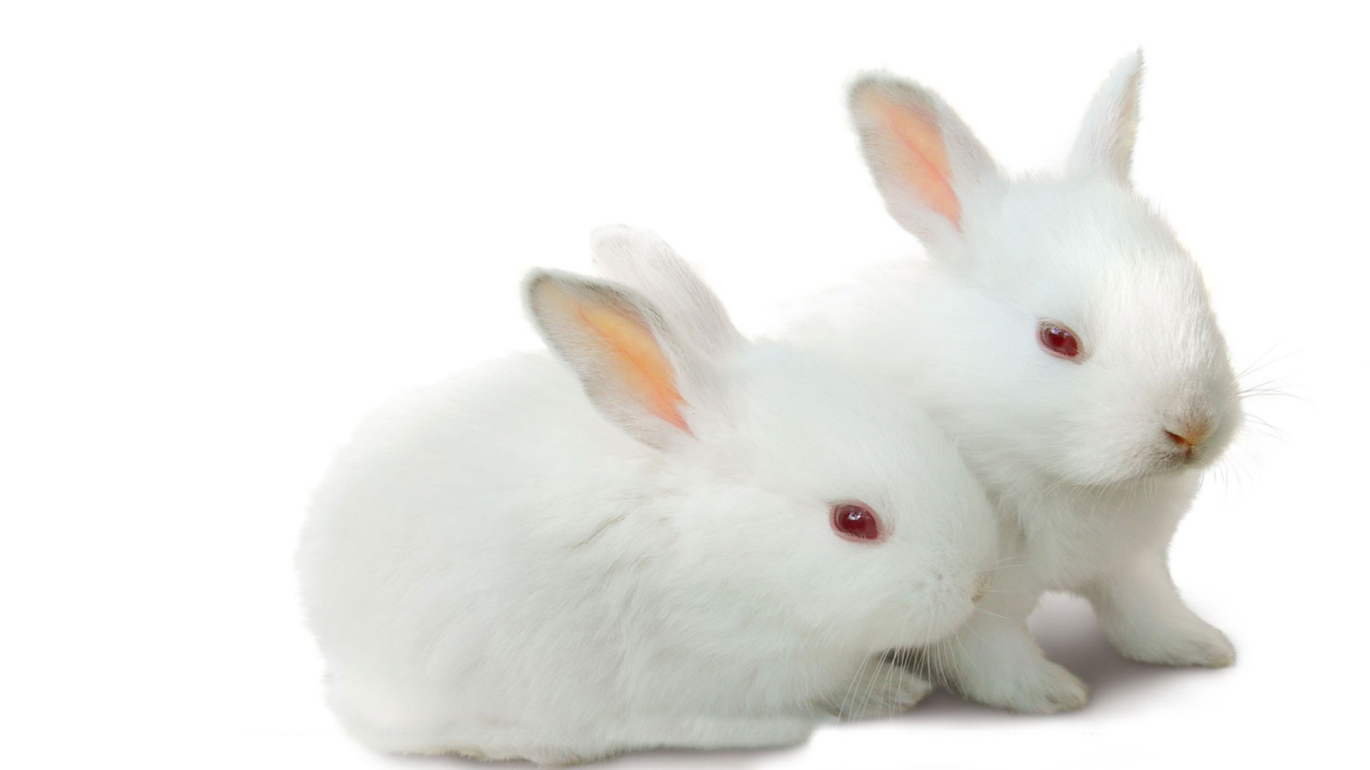 two white rabbits together