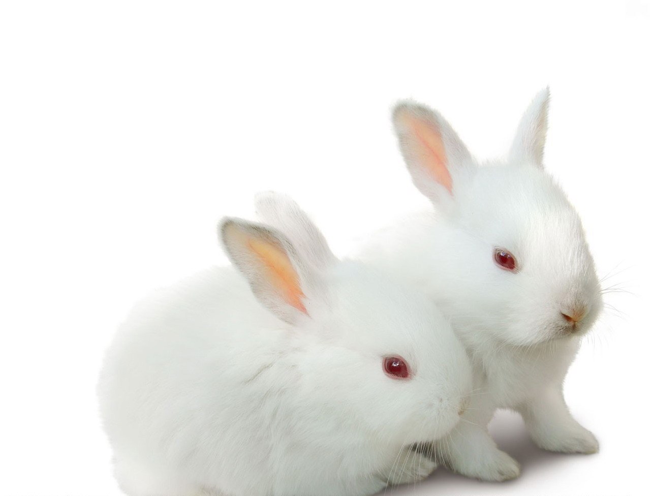 two white rabbits together