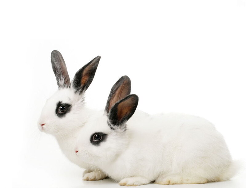 two white rabbits with black ears