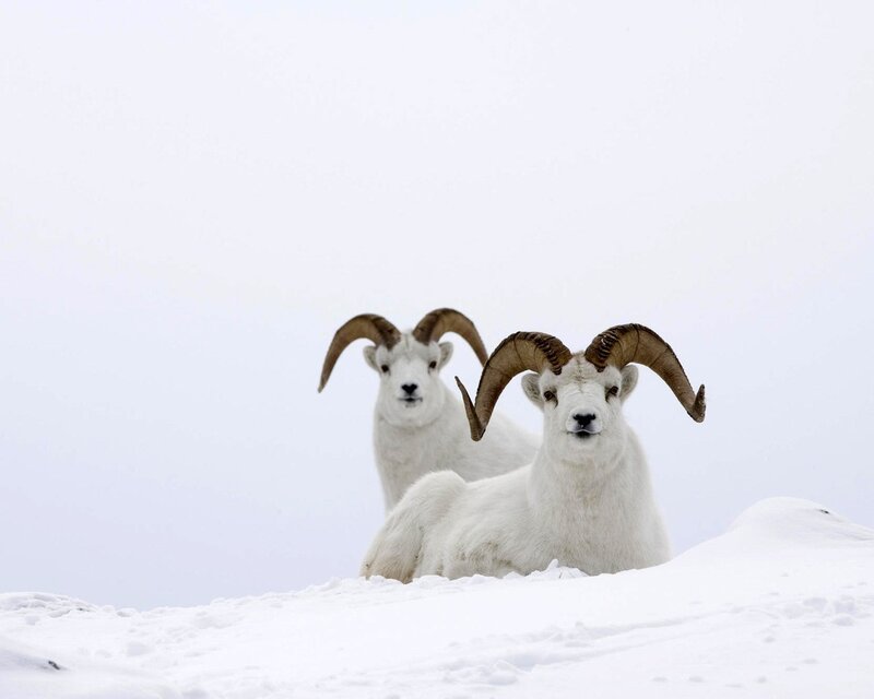 Two White Rams in Snow