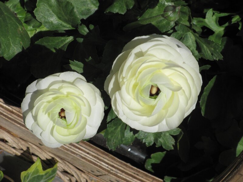 Two White Ranunculus Flowers