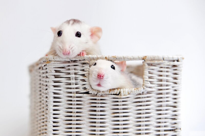 Two White Rats in Basket