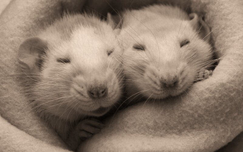Two White Rats Sleeping — Brown