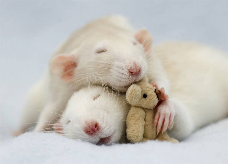 Two White Rats Sleeping — Peaceful