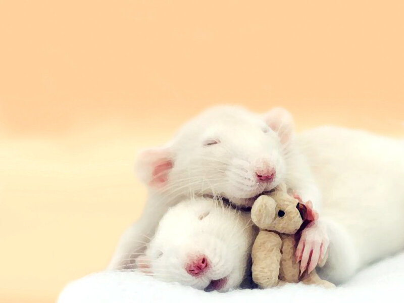 Two White Rats Sleeping