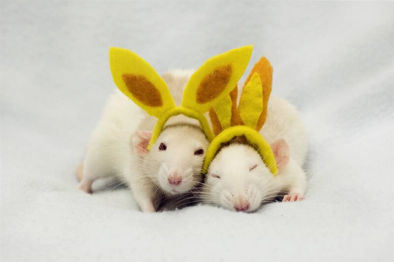 Two White Rats