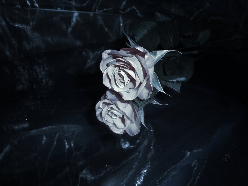 Two White Roses — Black, Dramatic, Night