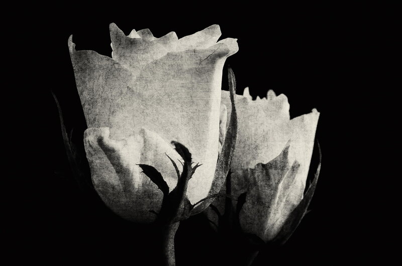Two White Roses — Black, Dramatic, Photograph