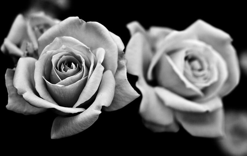 Two White Roses — Black, Dramatic