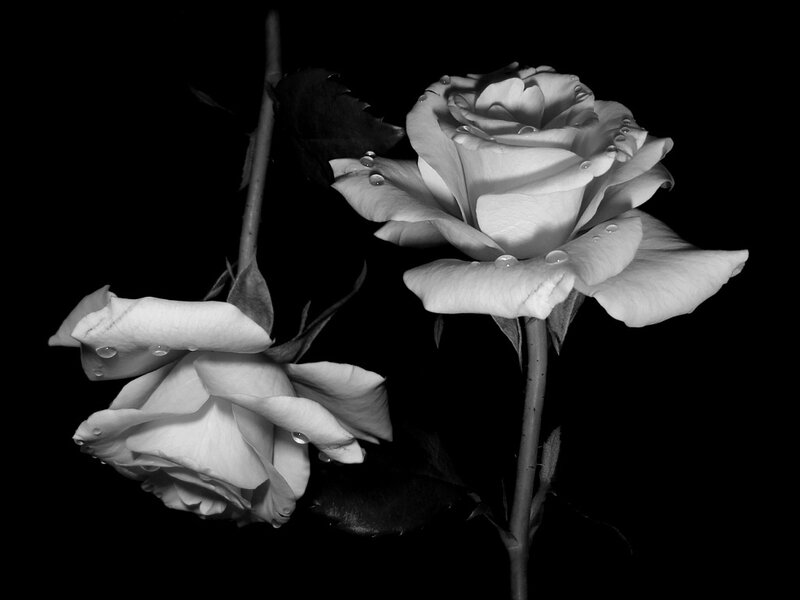 Two White Roses — Black