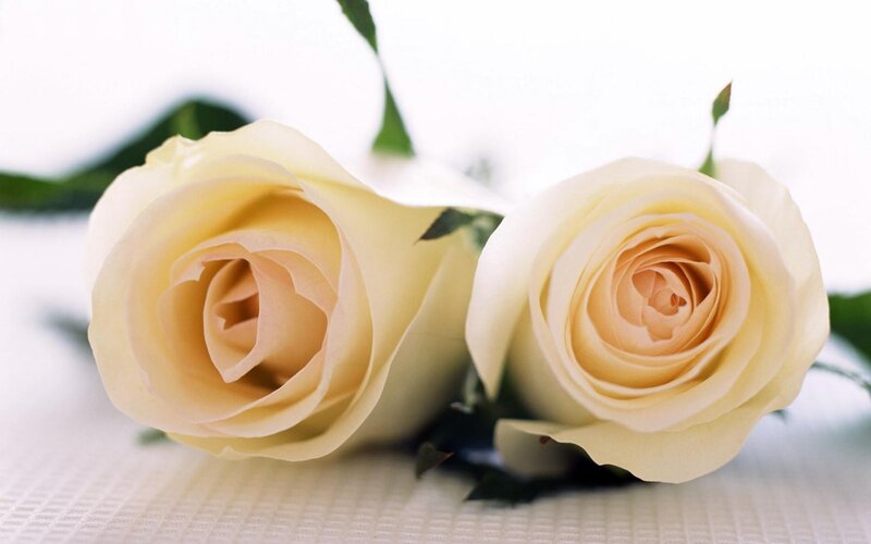 Two White Roses — Calm, Photograph, Leaves
