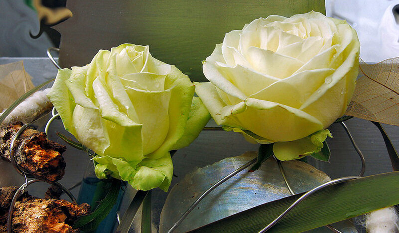 Two White Roses — Calm, Photograph