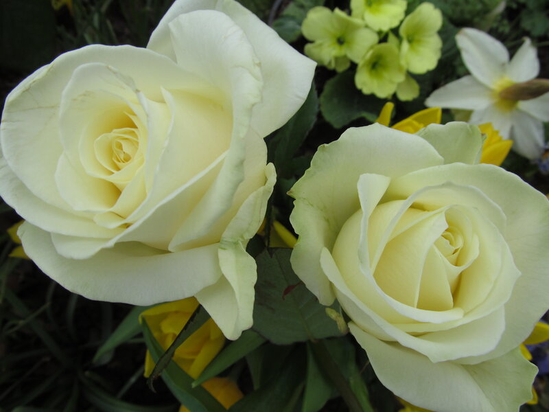 Two White Roses — Calm, Spring