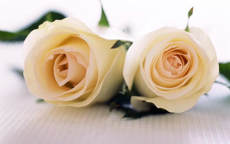 Two White Roses — Calm