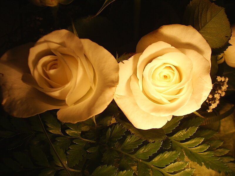 Two White Roses — Dramatic