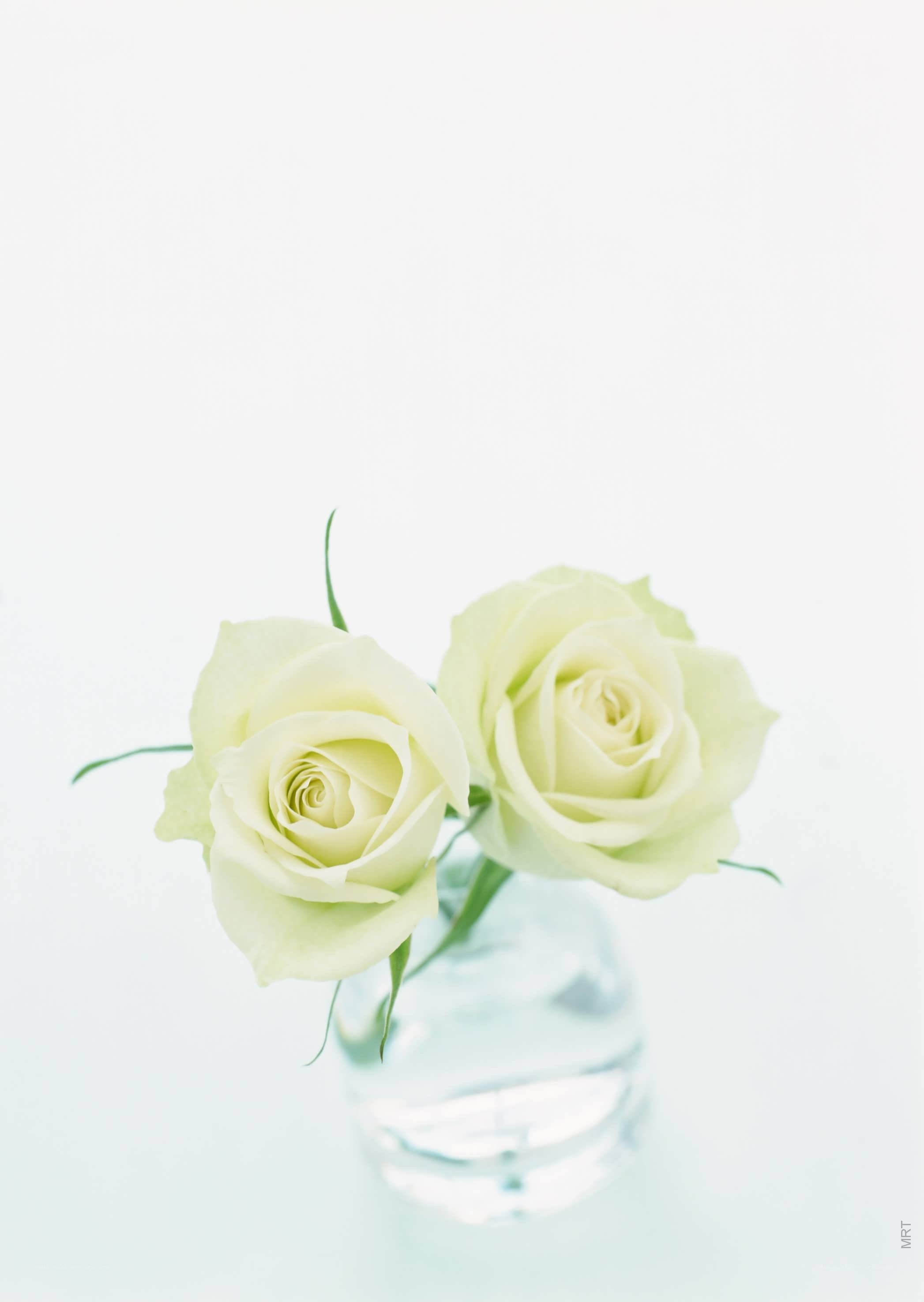 Two white roses in a vase
