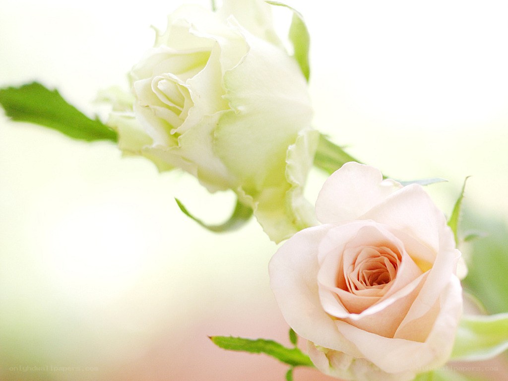 Two white roses in soft light