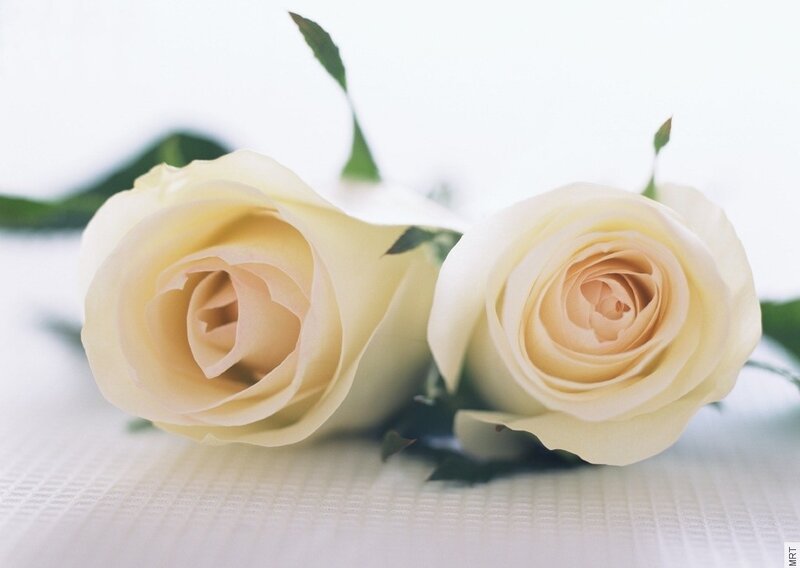 two white roses on a table