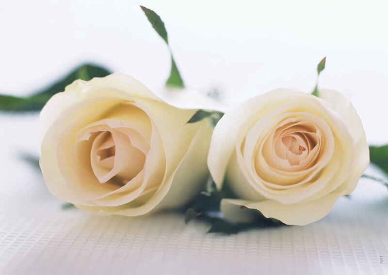 Two white roses on a table