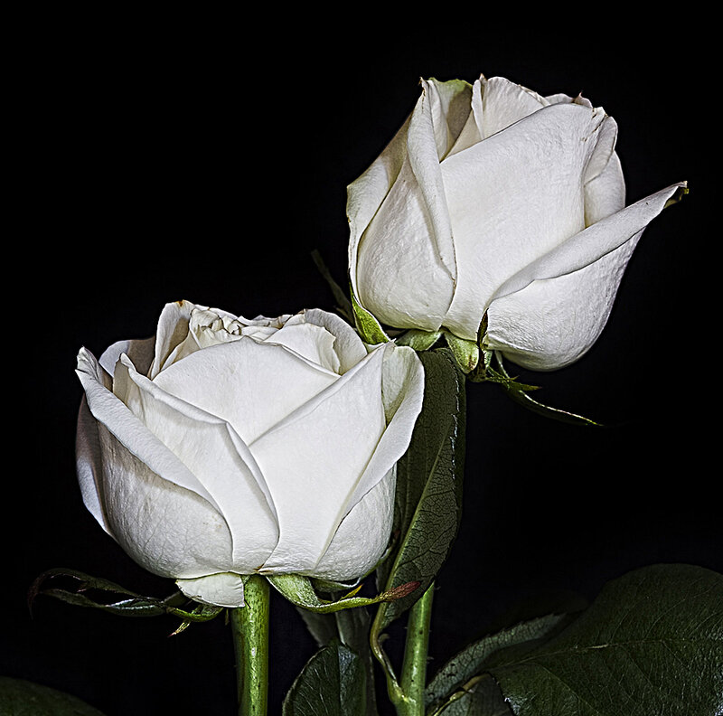 Two white roses on black