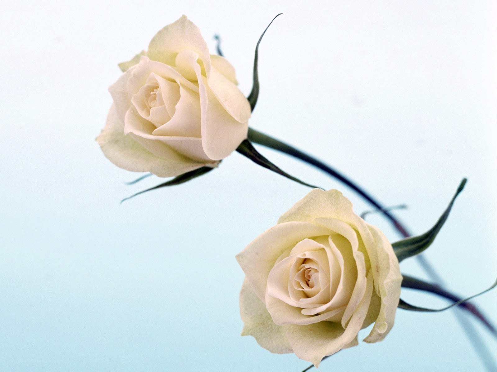 Two white roses on blue