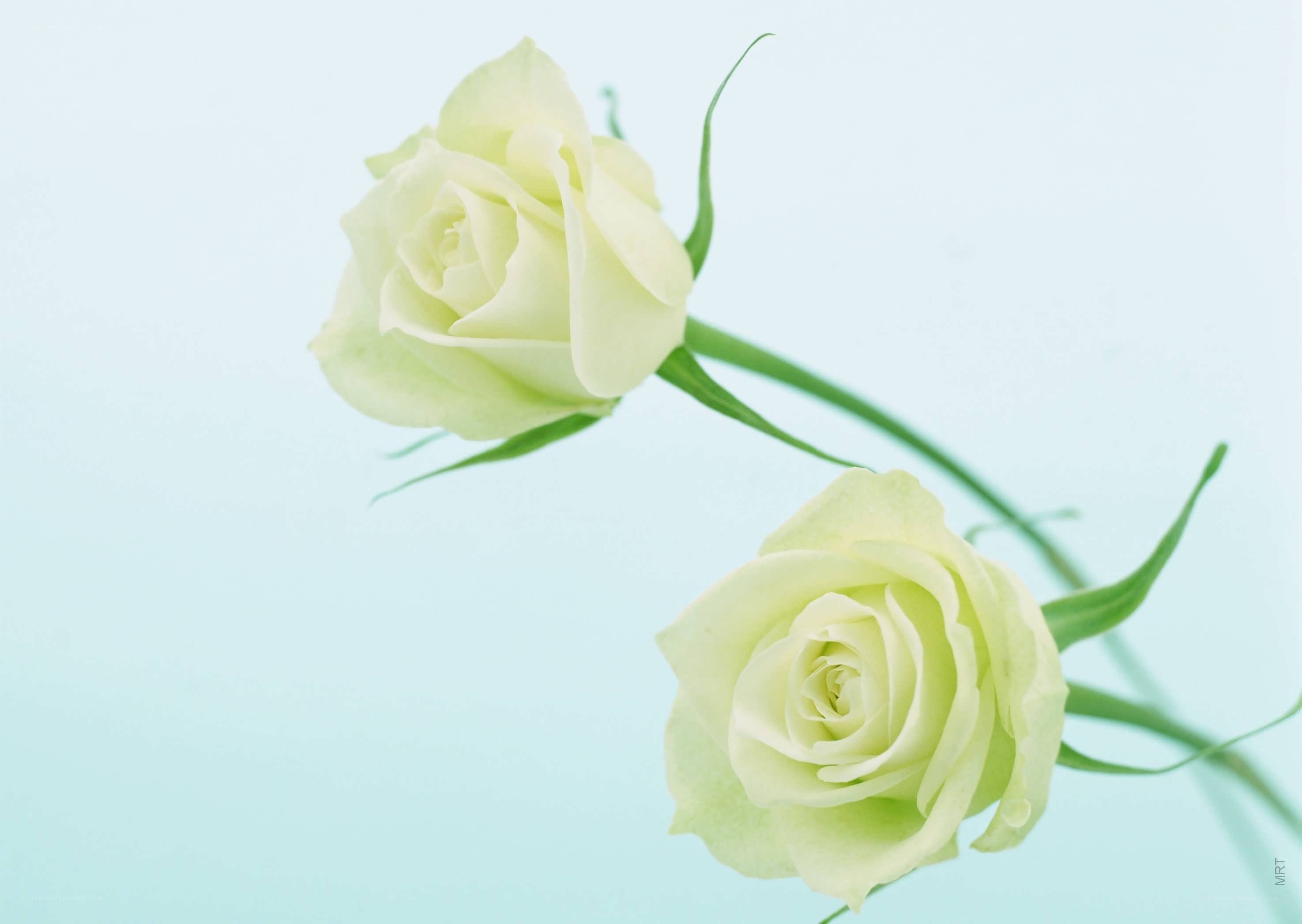 Two white roses on blue