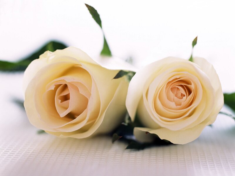 Two White Roses — Photograph
