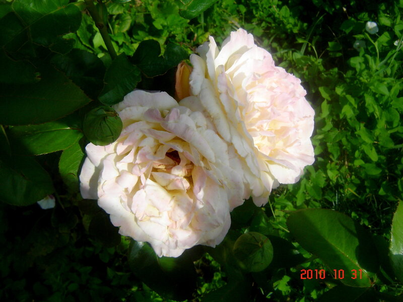 Two White Roses — Serene, Afternoon