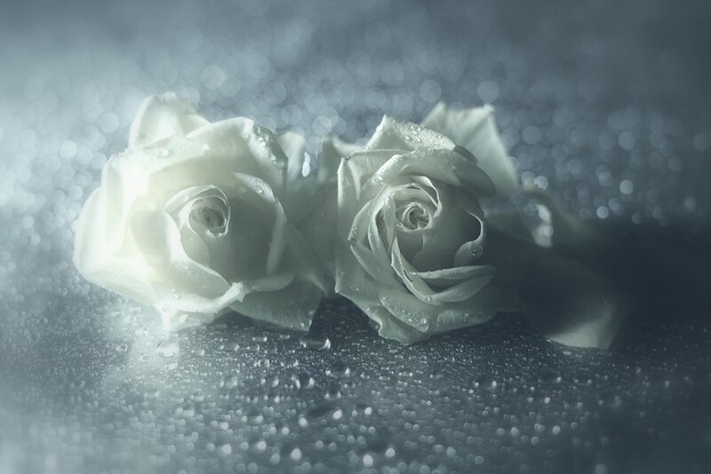 Two White Roses — Serene, Photograph, Drops