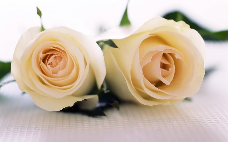 Two White Roses — Serene, Photograph, Green Leaves