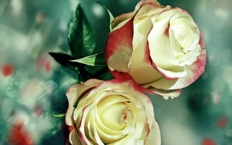 Two White Roses — Serene, Photograph, Leaves, Petals, Background